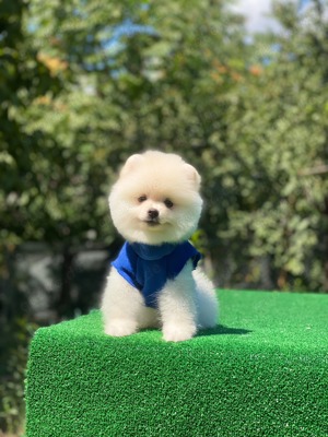 Pomeranian Boo Zwergspitz Welpe