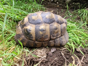 Landschildkröten