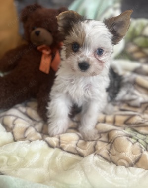 Yorkshire Terrier Welpen in seltenen Farben