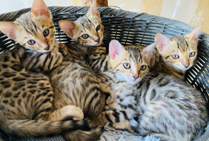 3 kleine Bengalkitten suchen ein schönes zu Hause