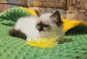 Ragdoll Kitten in besonderen Farben mit Stammbaum 