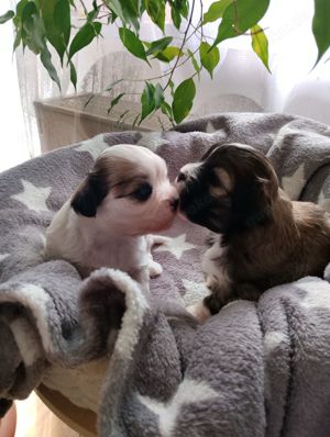 Malteser   Shih tzu Welpen 