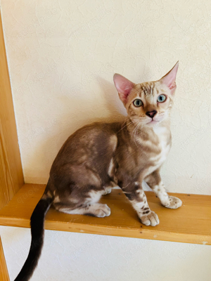 Bengal Kitten