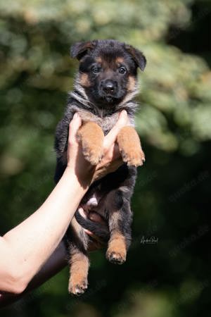 Deutsche Schäferhundwelpen, DSH Welpen Altdeutscher Schäferhund