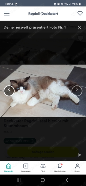 4 super verschmuste ragdoll Kitten 