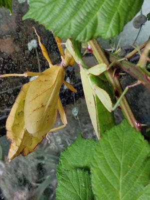 Extatosoma tiaratum Eier (Lichen) Phyllium letiranti tataba Eier und  Sungaya Aeta Eier