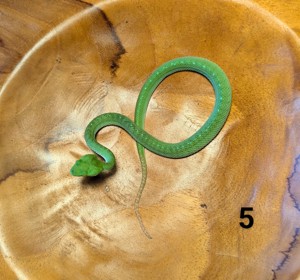 Trimeresurus Viridovipera Gumprechti Männchen 