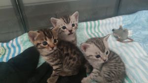 Bengal Mix Katzen 