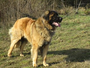 Leonberger