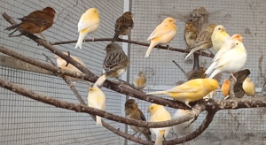 Kanarienvögel in verschiedenen Farben Kanarien Kanarienvogel weiß gelb orange braun rot