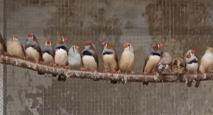 junge Zebrafinken kleine Finken in verschiedenen Farben Bild 2