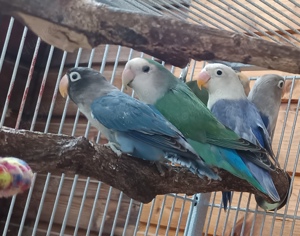 junge Agaporniden Rosenköpfchen Pfirsichköpfchen Schwarzköpfchen kleine Papageien