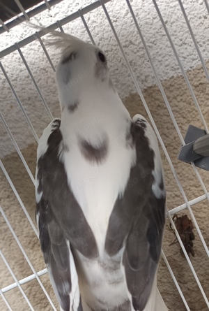 Nymphensittiche in verschiedenen Farben gelb weiß weißkopf gescheckt Bild 3