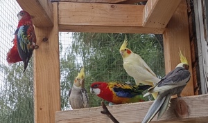 junge farbenfrohe Prachtrosella rote große schöne Rosella Sittiche Vögel