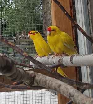 junge gelbe Ziegensittiche große schöne farbenfrohe Sittiche Vögel