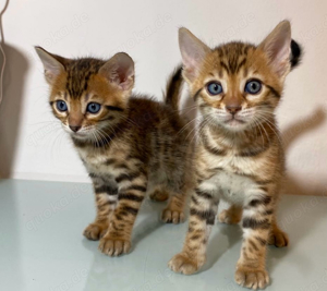 Bengal Kitten