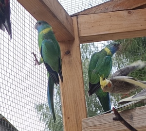 junge wunderschöne Cloncurrysittiche große bunte farbenfrohe Sittiche Vögel