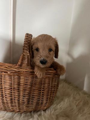 Australien Labradoodle 