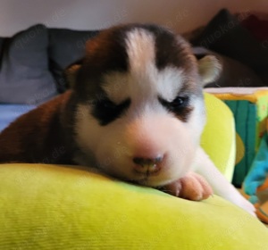 Siberian  Husky welpen zu verkaufen