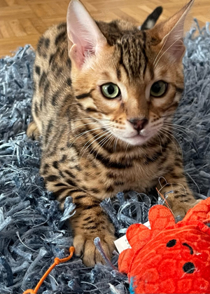 Bengal Kitten