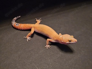 Leopardgecko NZ 2024 zuverkaufen aus Hobby bestand 