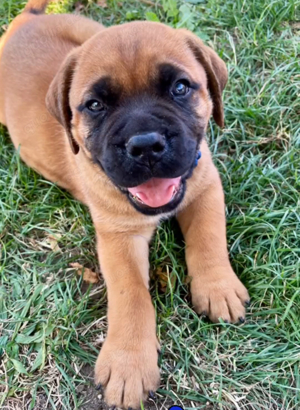 Bordeaux Dogge   Bullmastiff 