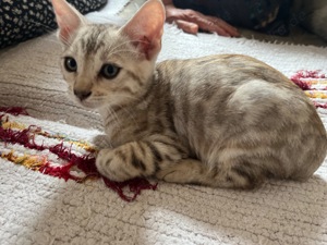 Silver snow , silver charcoal, silver rosettes bengals with pedigree 