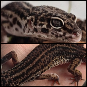 1.0 Leopardgecko Mack Snow Black Night het. Eclipse 