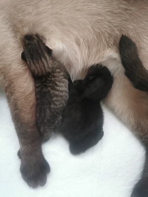 2 süße Mischling Kitten zu verkaufen 