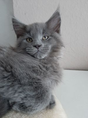 Reinrassige Maine-Coon Kitten