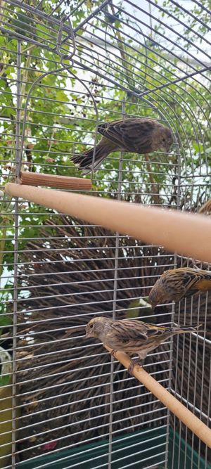 Kanarienvögel in Neumarkt zu verkaufen