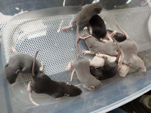 Ratten Babys 