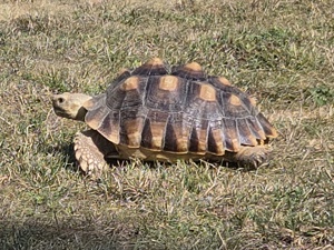 Spornschildkröte abzugeben 