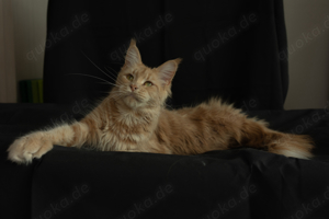 Reinrassige Maine Coon Katze