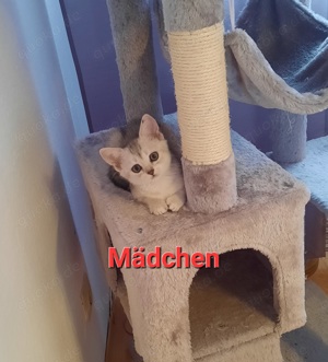 Süße BKH Kätzchen Kitten Babykatze Katze