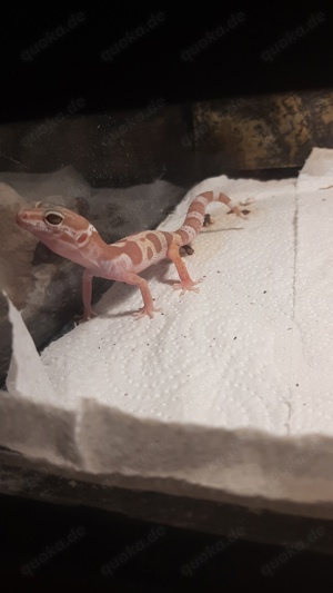 Leopardgecko Weibchen Nachwuchs 