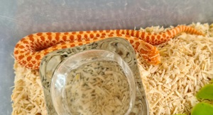 1,1 Extreme Red Albino Hakennasen u 1,0 Superconda ph Toxic