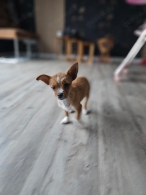 Chihuahua Welpen