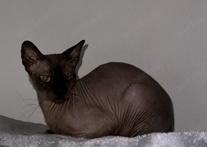 Don Sphynx