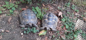 Maurische Landschildkröte NZ 2008 und 2000