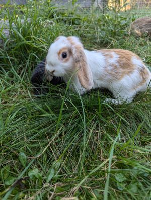 Zwergkaninchen Babys