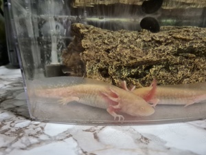 Axolotl Jungtiere Babys vom 01.06.24 abgabebereit!