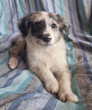 Border Collie x Collie Mischlingswelpen 