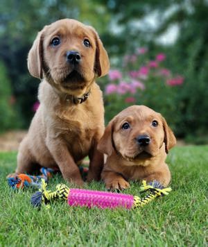 Reinrassige Foxred Labrador Welpen 