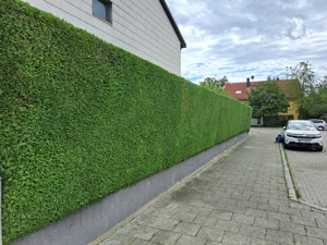 Hecke schneiden 