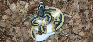 Königspython Regius 0.1 Pastel Piebald