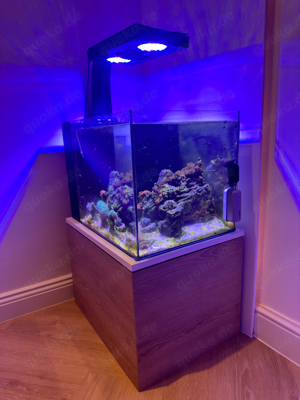 Meerwasser Aquarium 60l 