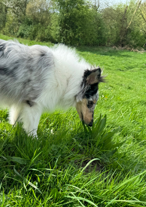 Collie Junghündin