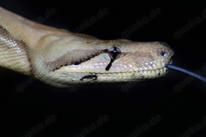 0.1 Boa Constrictor Sunglow