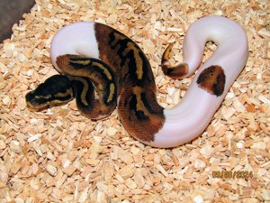 1.0 Mahogany Piebald NZ 24 Königspython 